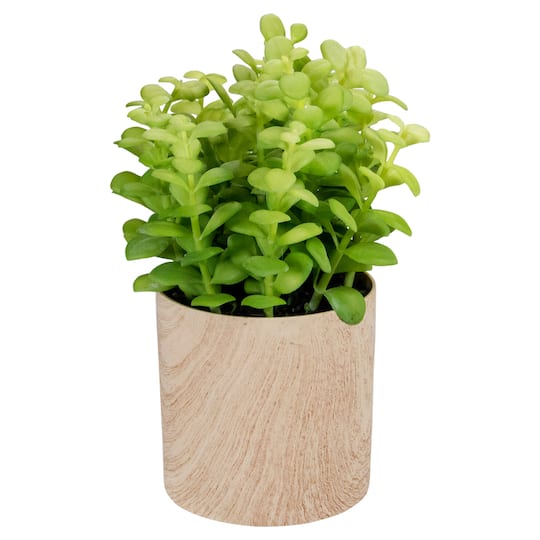 10" Green Privet Plant in Faux Wood Pot